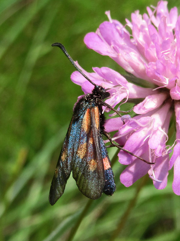 Zygaena da identificare - Zygaena (Mesembrynus) cynarae